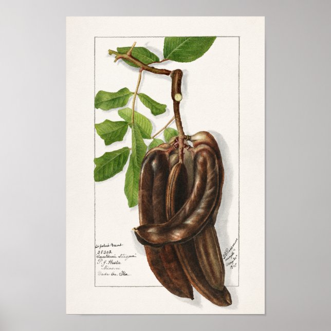 Legume (Ceratonia Siliqua L.) Färgning av frukt Poster (Framsidan)