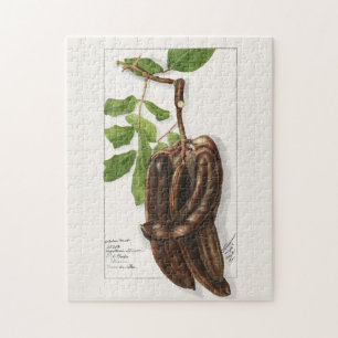 Legume (Ceratonia Siliqua L.) Färgning av frukt Pussel