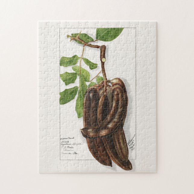 Legume (Ceratonia Siliqua L.) Färgning av frukt Pussel (Vertikal)