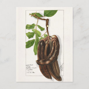 Legume (Ceratonia Siliqua L.) Färgning av frukt Vykort