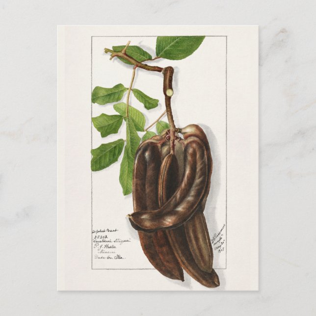 Legume (Ceratonia Siliqua L.) Färgning av frukt Vykort (Framsida)