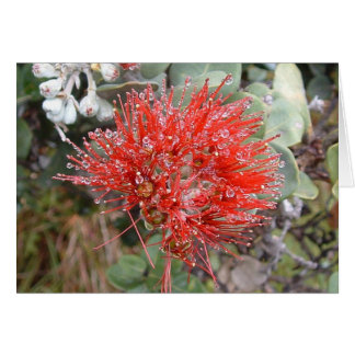 Lehua Blommar Hälsningskort