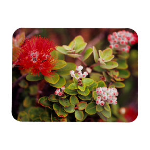 Lehua blommar i Hawaii vulkaner Magnet