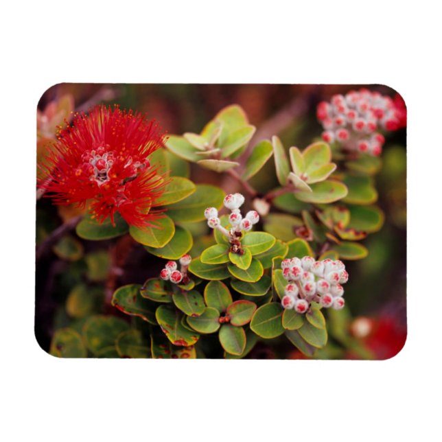 Lehua-Blommar i Hawaii-Vulkaner Magnet (Horisontell)