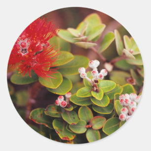 Lehua blommar i Hawaii vulkaner Runt Klistermärke