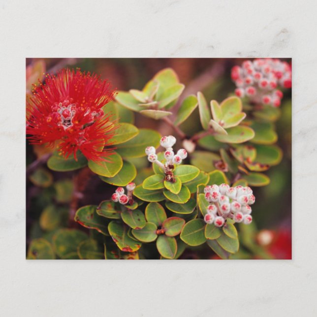 Lehua-Blommar i Hawaii-Vulkaner Vykort (Framsida)