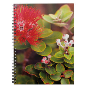 Lehua Blommor I Hawaii Vulkaner Anteckningsbok Med Spiral
