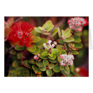 Lehua Blommor I Hawaii Vulkaner Hälsningskort