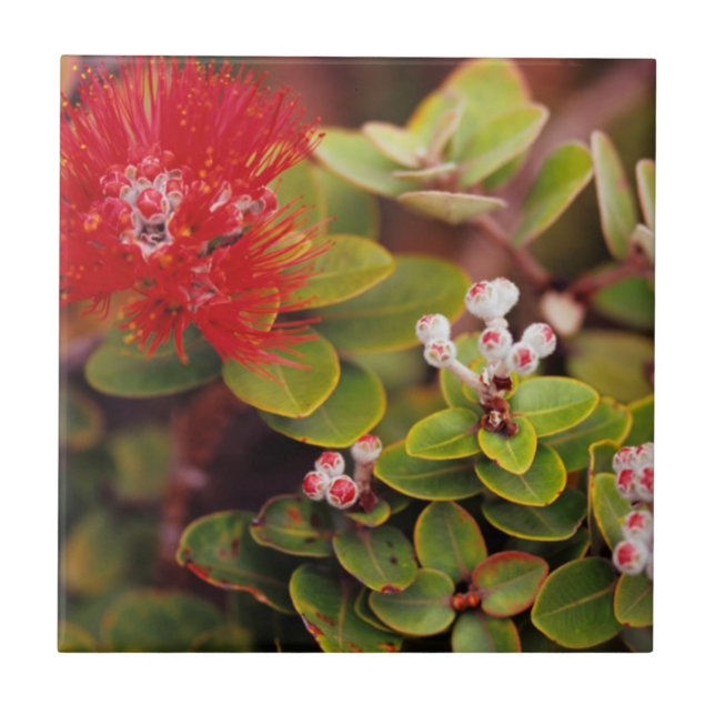 Lehua-blommor i Hawaii-vulkaner Kakelplatta (Framsidan)