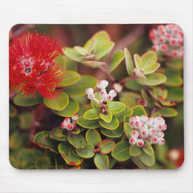 Lehua Blommor I Hawaii Vulkaner Musmatta (Framsidan)