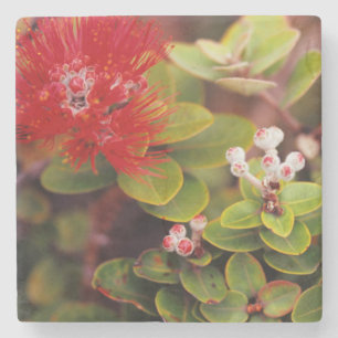 Lehua Blommor I Hawaii Vulkaner Stenunderlägg