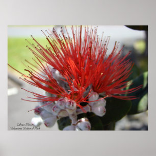 Lehua FlowerVolcano nationalpark Poster