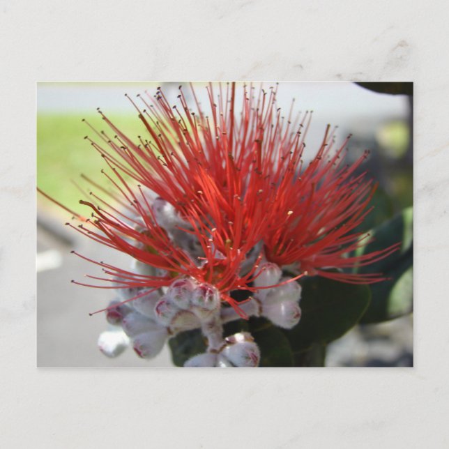 Lehua Vykort (Framsida)