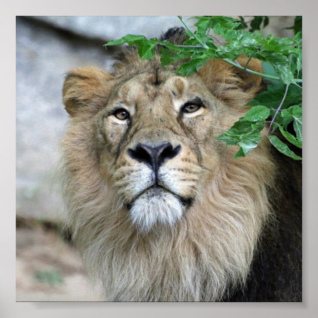 Lejon20150605 Poster (Framsidan)