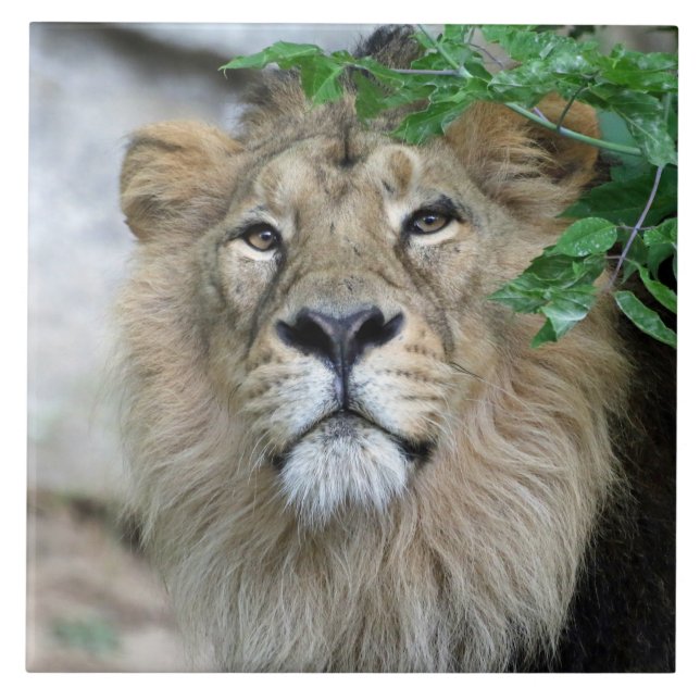 Lejon 002 kakelplatta (Framsidan)