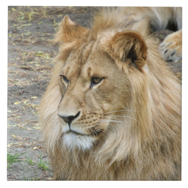 Lejon 011 kakelplatta (Framsidan)