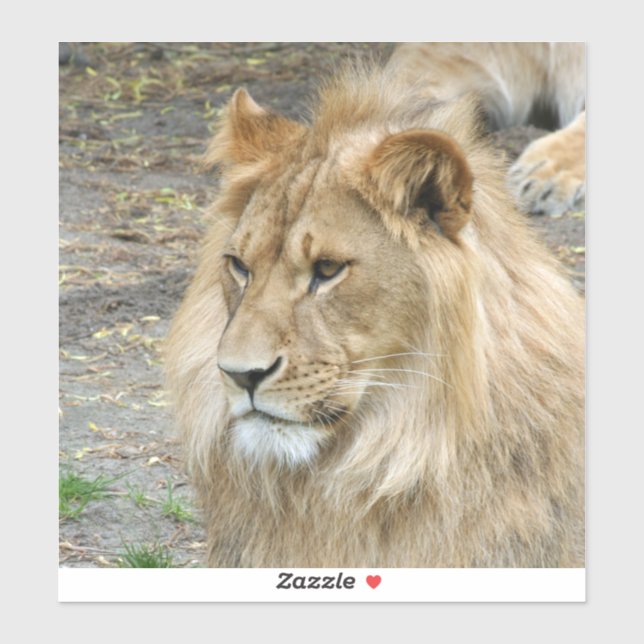 Lejon 011 klistermärken (Ark)