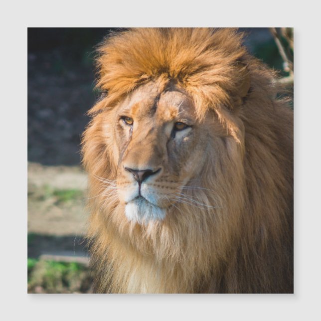 Lejon 013 (Framsida)