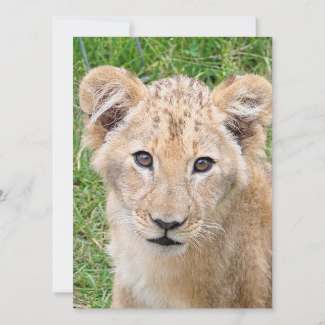 Lejon 016 julkort (Framsida)