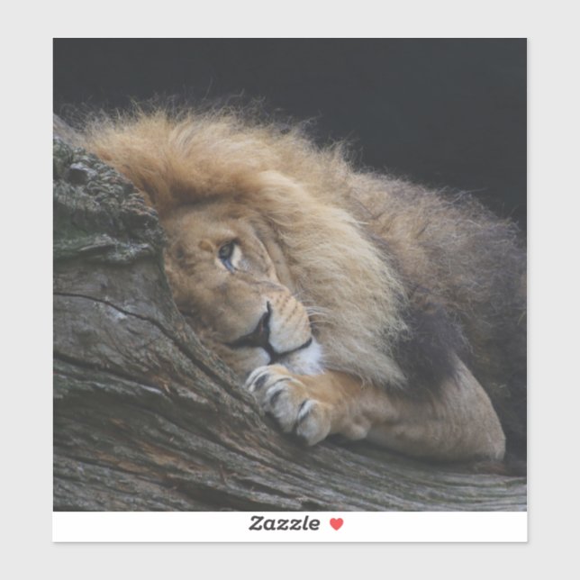 Lejon 030 klistermärken (Ark)