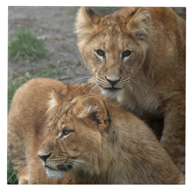 Lejon 033 kakelplatta (Framsidan)