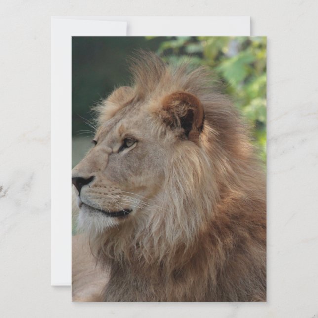 Lejon 035 julkort (Framsida)