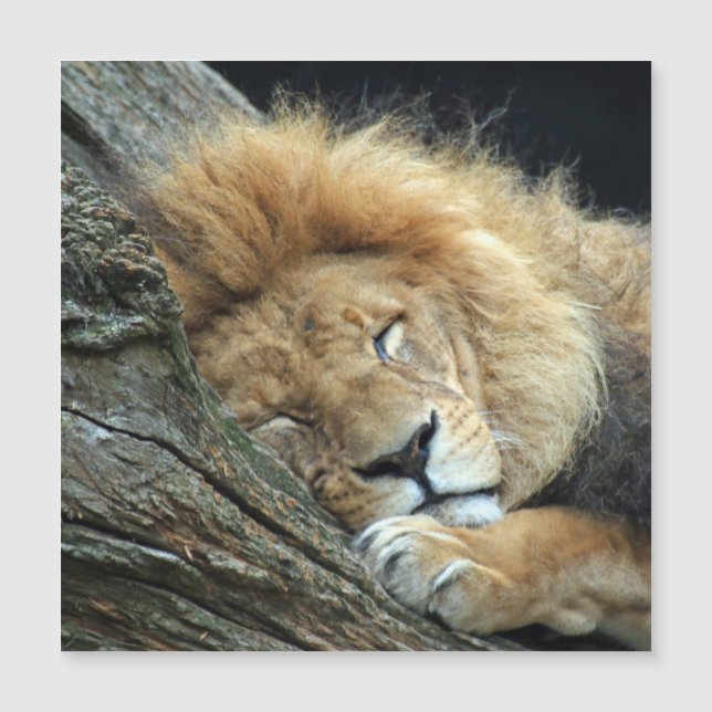 Lejon 036 (Framsida)