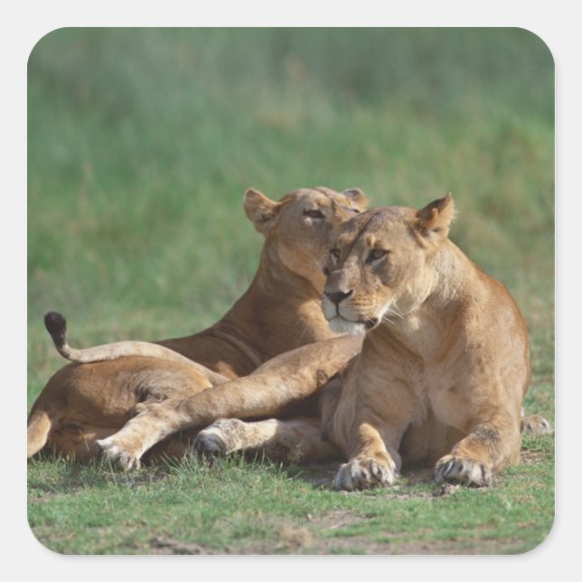 LEJON 5 FYRKANTIGT KLISTERMÄRKE (Framsida)