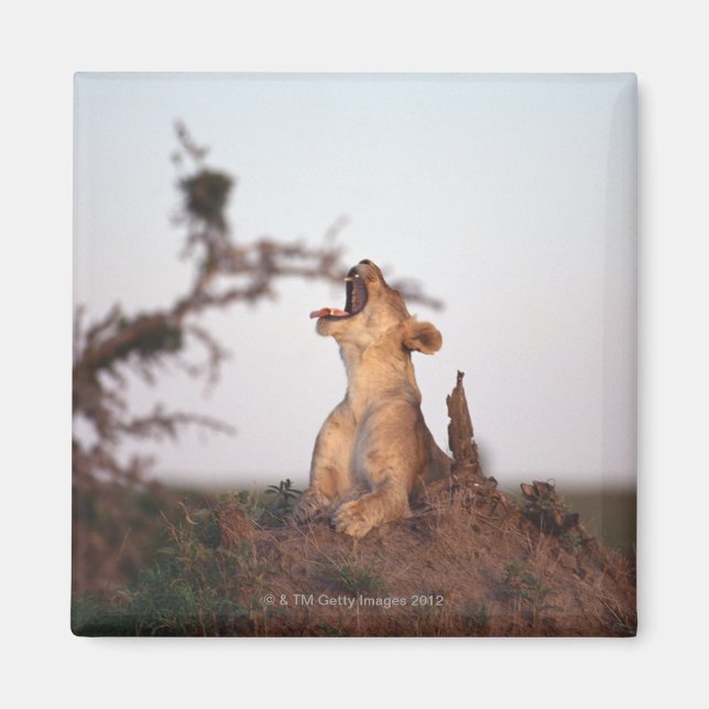 LEJON 7 MAGNET (Framsidan)