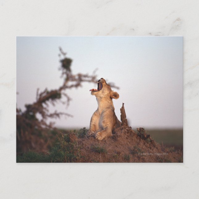 LEJON 7 VYKORT (Framsida)