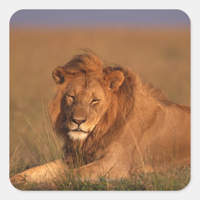 LEJON 8 FYRKANTIGT KLISTERMÄRKE (Framsida)