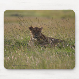 Lejon Afrika Savannah Musmatta