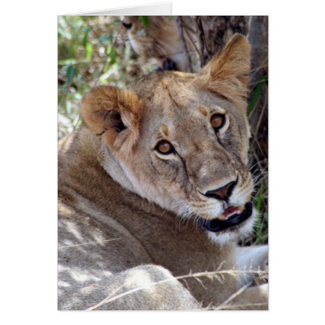 lejon ansikte söt hälsningskort (Framsidan)