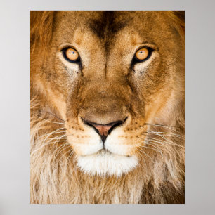 Lejon ansikteCloseup Poster