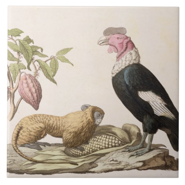 Lejon apa och condor, inföding till Chile eller Kakelplatta (Framsidan)