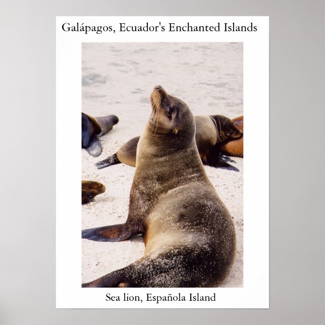 Lejon avspänning av nacke musklerna poster (Framsidan)