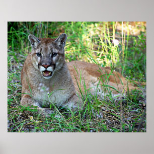 Lejon bergsklagande poster