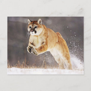 Lejon bergsregion (Cougar) Vykort