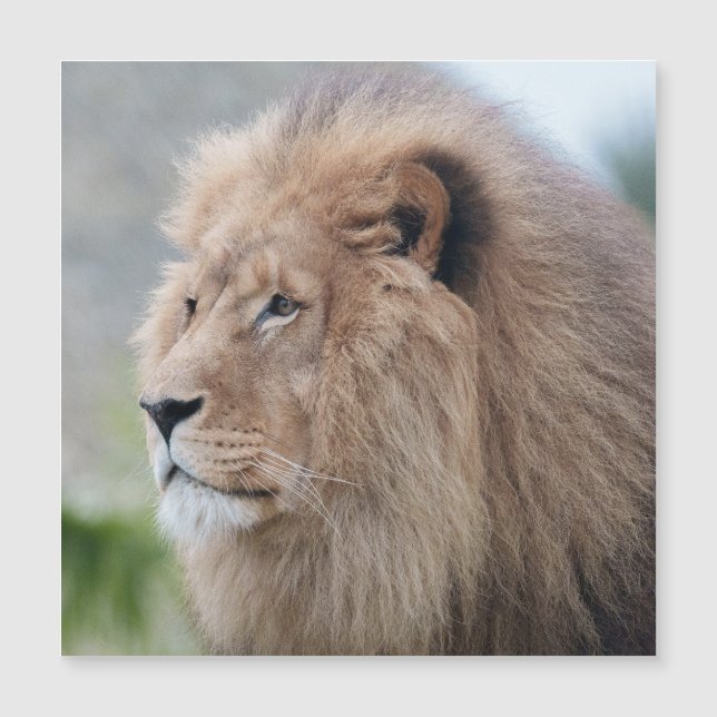 Lejon Embrace (Framsida)