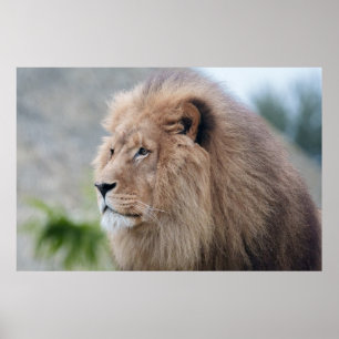 Lejon Embrace Poster
