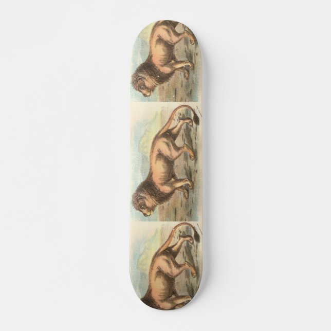 Lejon, Felis leo Old School Skateboard Bräda 18 Cm (Framsida)