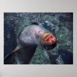 Lejon för lek i havet poster