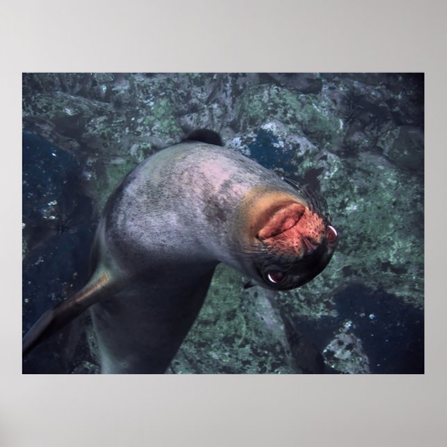 Lejon för lek i havet poster (Framsidan)