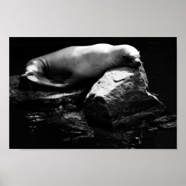 Lejon för sömnen .1781 poster