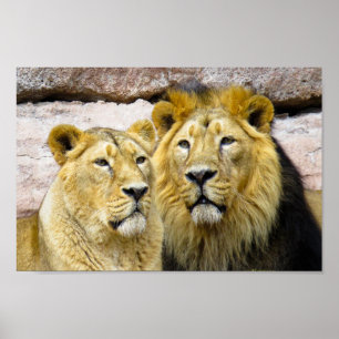 lejon FOTOGRAFI POSTER för han- och hondjur