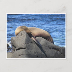 lejon galapagos vykort
