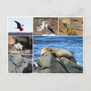 lejon (galapagos) vykort