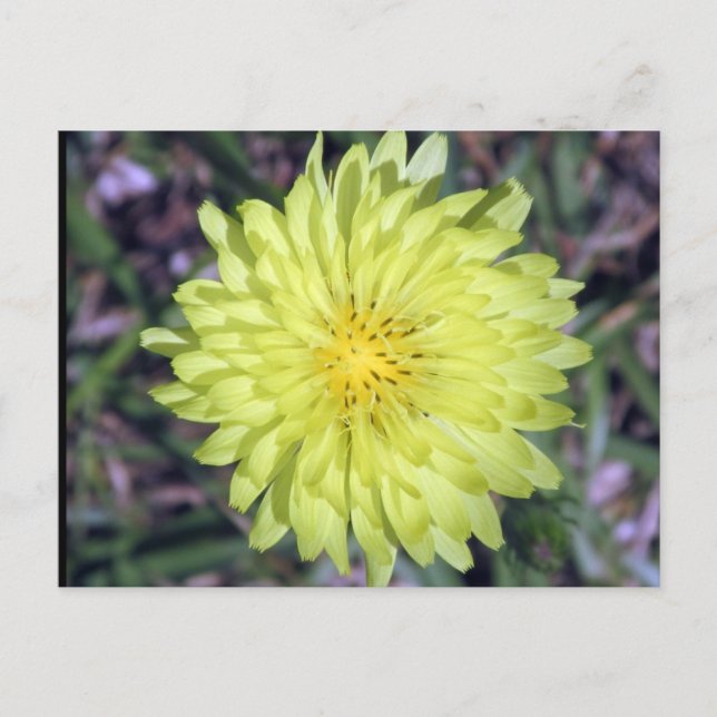 Lejon Gult av huvud BLOMMKTA-postkorsning Vykort (Framsida)