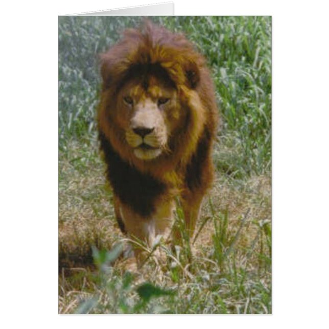 lejon hälsningskort (Framsidan)