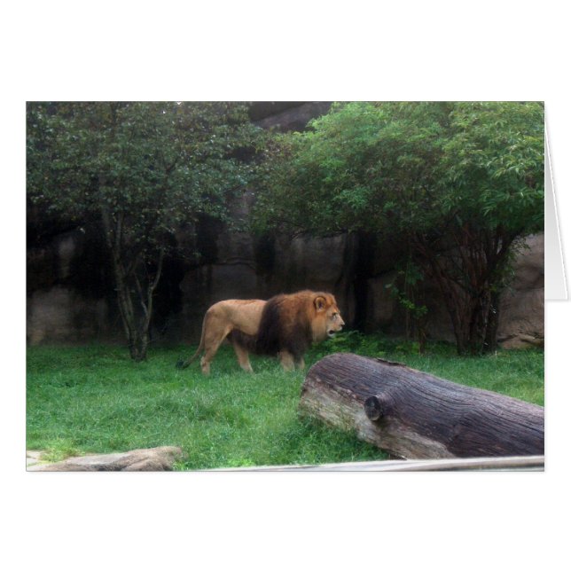 Lejon Hälsningskort (Framsidan Horizontal)